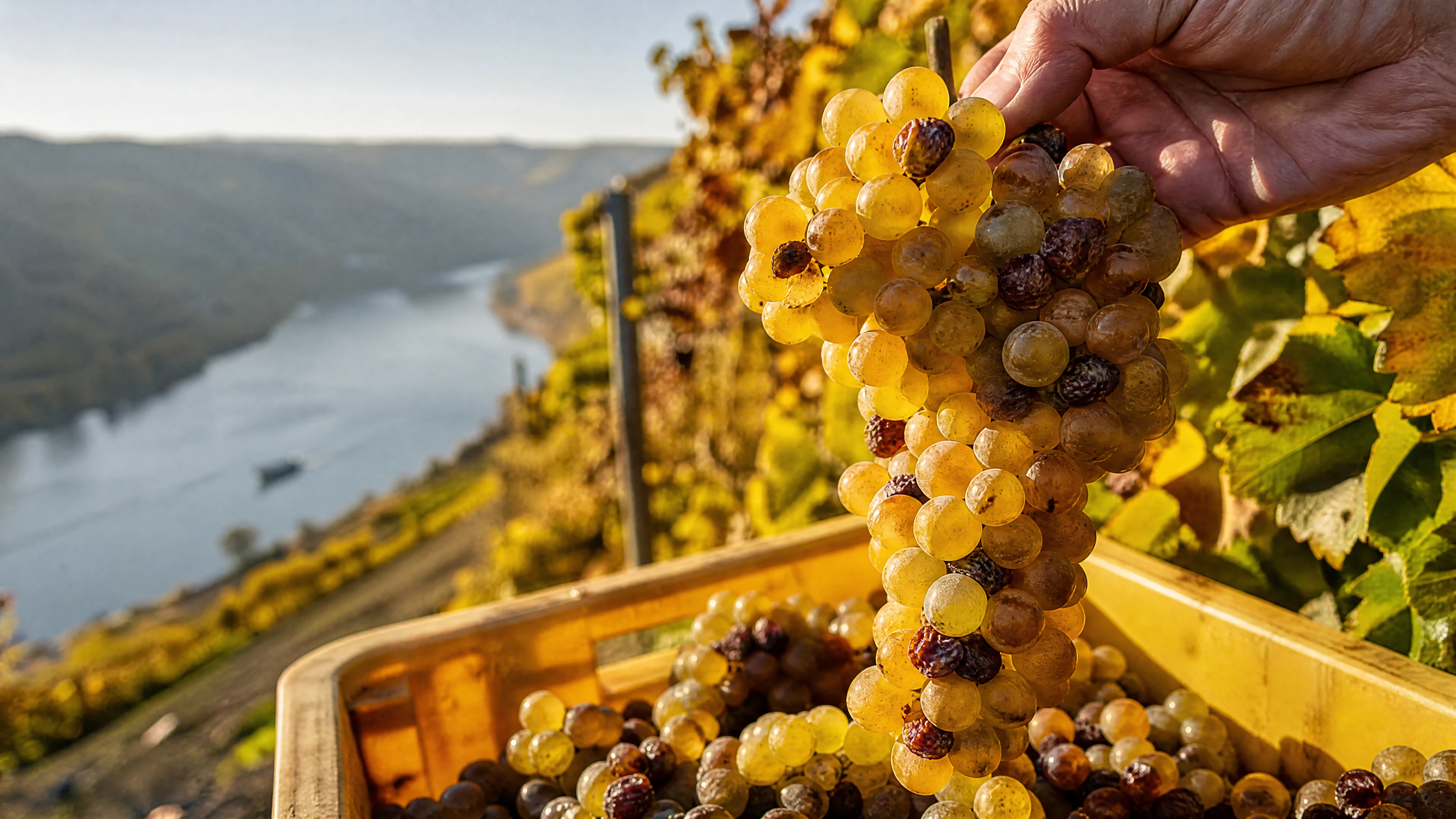 Spätlese Wein: Was steckt dahinter – und ist Spätlese immer süß?